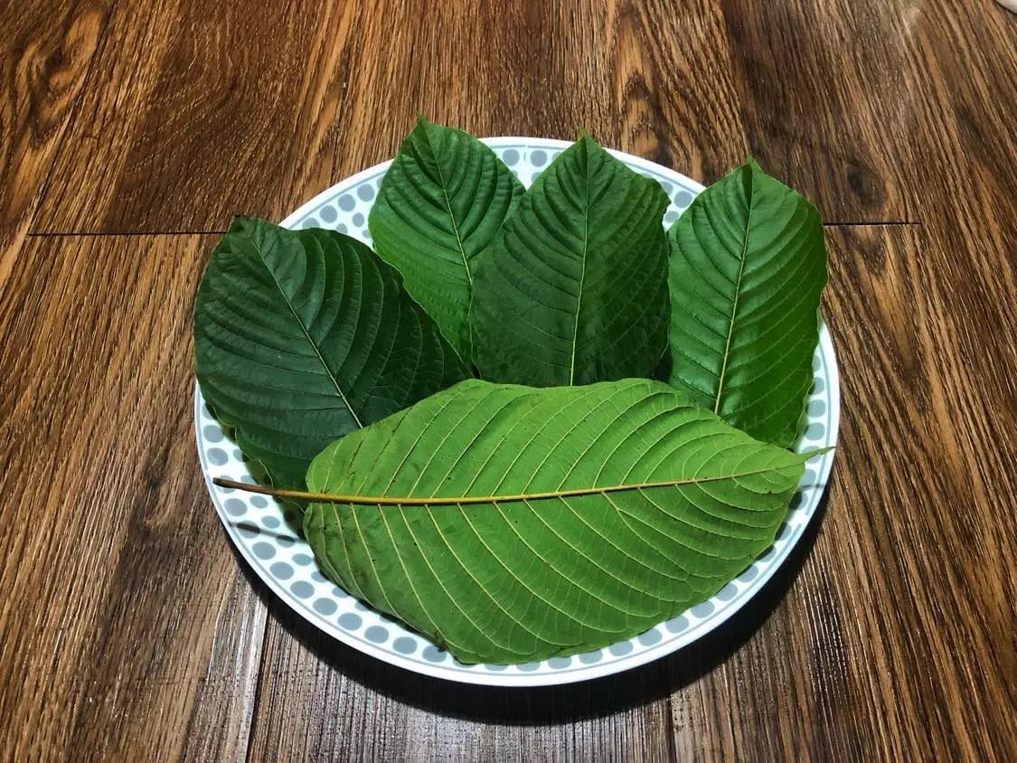 Traditional Thai Kratom Tea: A Complete Guide to Benefits, Uses, and Cultural Origins